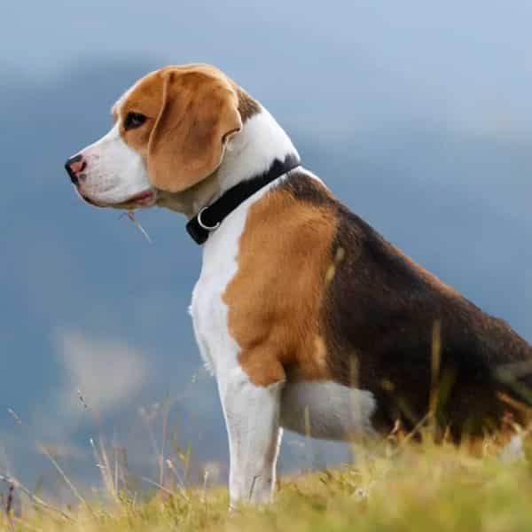 Criadero Beagles Cachorros Beagle Ya Est n Disponible Criadero Beagles Cachorros Beagle Ya Est n Disponible